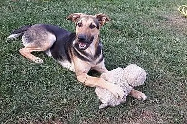 Tola do adopcji - 8 miesięcy ,  pomorskie Gdańsk