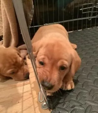 Hallo! Ich bin Mackenzie, der Labrador Retriever Welpe. Wenn du mich kennenlernst,, , Franksztyn
