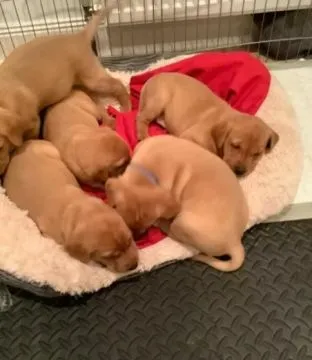Hallo! Ich bin Mackenzie, der Labrador Retriever Welpe. Wenn du mich kennenlernst,, , Franksztyn