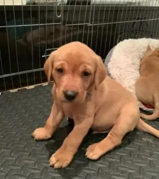 Hallo! Ich bin Mackenzie, der Labrador Retriever Welpe. Wenn du mich kennenlernst,, , Franksztyn