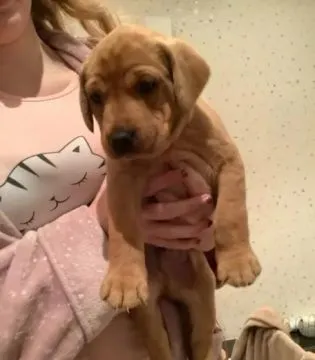 Hallo! Ich bin Mackenzie, der Labrador Retriever Welpe. Wenn du mich kennenlernst,, , Franksztyn