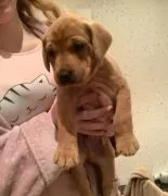 Hallo! Ich bin Mackenzie, der Labrador Retriever Welpe. Wenn du mich kennenlernst,