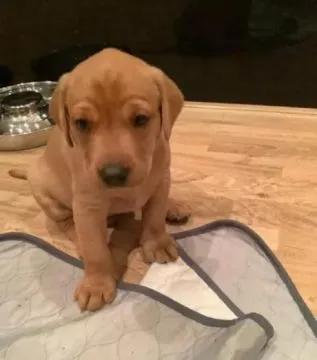 Hallo! Ich bin Mackenzie, der Labrador Retriever Welpe. Wenn du mich kennenlernst,, , Franksztyn