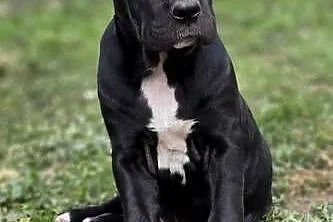 Bandog