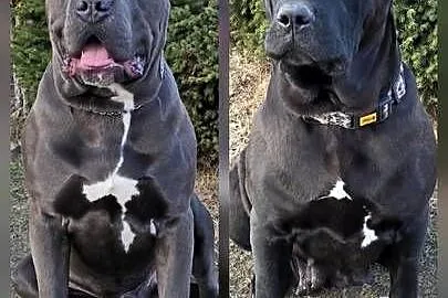 Bandog, Lubelskie, Tuczna