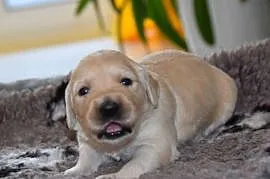 Szczenięta golden retriever ZKWP FCI