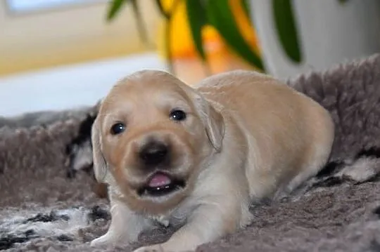 Szczenięta golden retriever ZKWP FCI