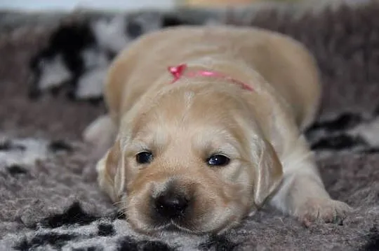 Szczenięta golden retriever ZKWP FCI, Mazowieckie, Łochów