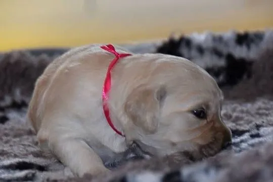Szczenięta golden retriever ZKWP FCI, Mazowieckie, Łochów