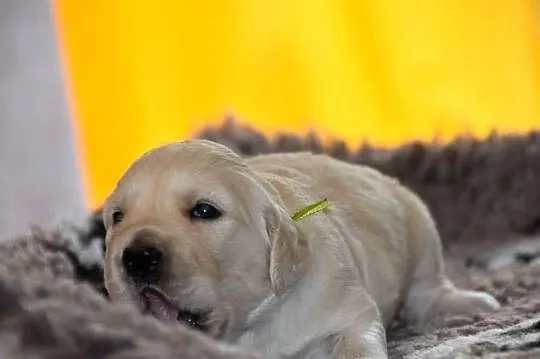 Szczenięta golden retriever ZKWP FCI, Mazowieckie, Łochów