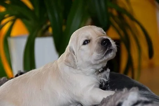 Szczenięta golden retriever ZKWP FCI, Mazowieckie, Łochów