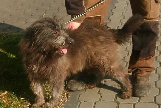 AZA młodziutka sunia wyjątkowej urody