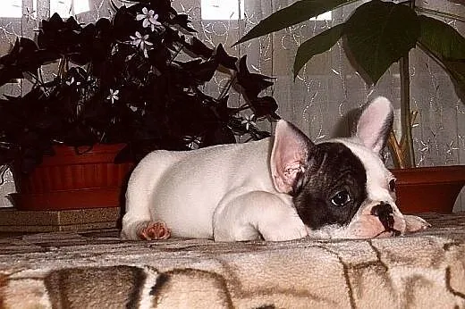 Buldog francuski,  Buldog cała Polska