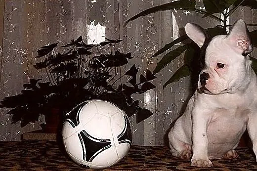 Buldog francuski,  Buldog cała Polska