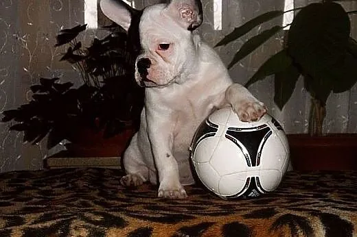 Buldog francuski,  Buldog cała Polska