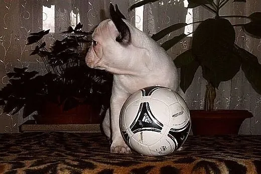 Buldog francuski,  Buldog cała Polska