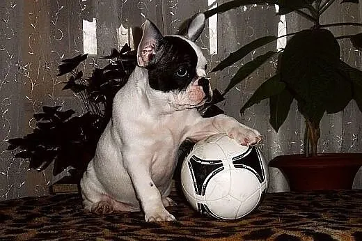 Buldog francuski,  Buldog cała Polska