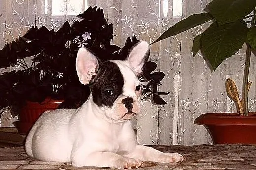 Buldog francuski,  Buldog cała Polska