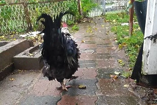 młody kogut marans
