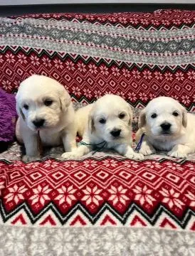 Most beautiful and outstanding Golden Retriever puppies ready to make a new family awe