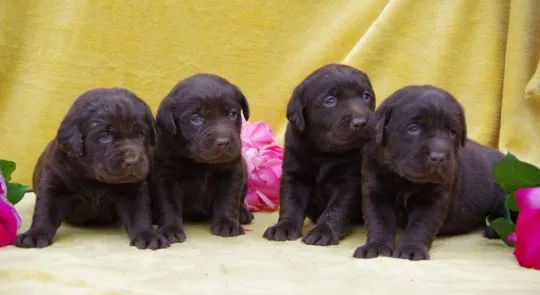 szczenięta labradora gotowe na nowy domowy e-mail: {{babaraadressa29@gmail.com}}, , Lody