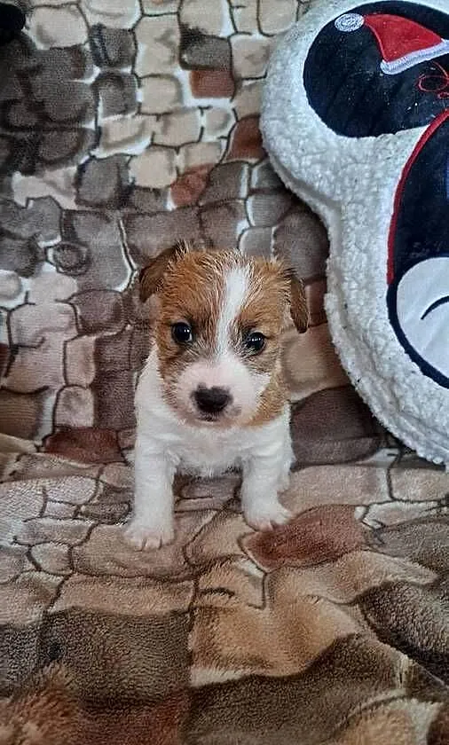 Jack russell terrier Szorstkowłosy, Świętokrzyskie, Kielce