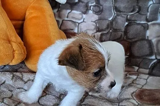 Jack russell terrier Szorstkowłosy, Świętokrzyskie, Kielce
