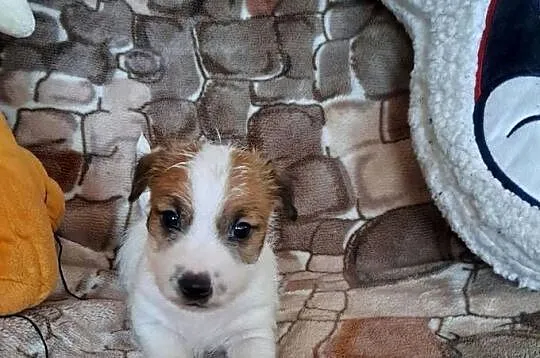Jack russell terrier Szorstkowłosy, Świętokrzyskie, Kielce