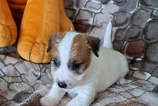 Jack russell terrier Szorstkowłosy, Świętokrzyskie, Kielce