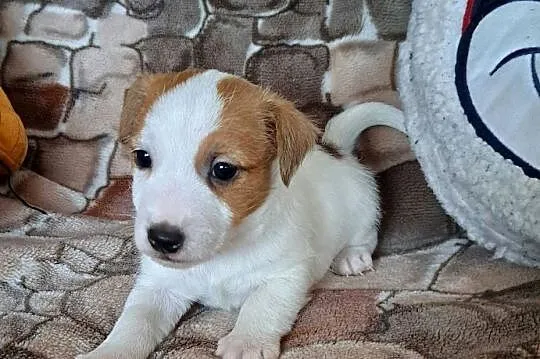 Jack russell terrier Szorstkowłosy, Świętokrzyskie, Kielce