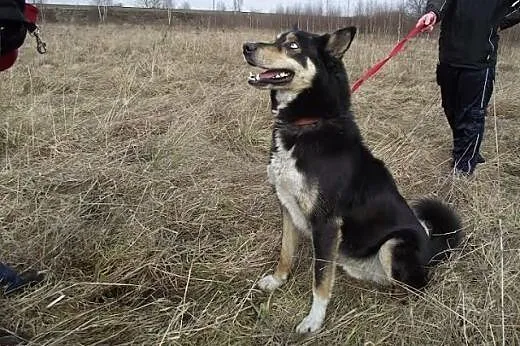 Hasan - spokojny psiak w typie husky szuka domu , 