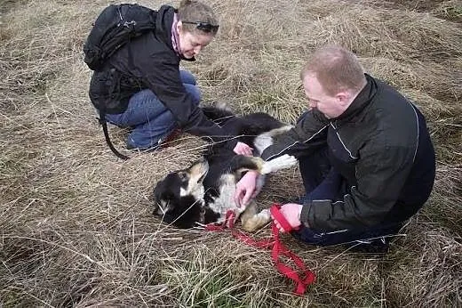 Hasan - spokojny psiak w typie husky szuka domu , 