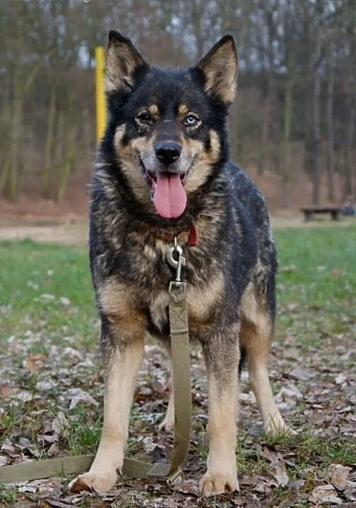 Tosia - urocza sunia w typie malamuta do adopcji,