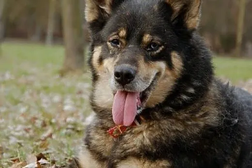 Tosia - urocza sunia w typie malamuta do adopcji, 