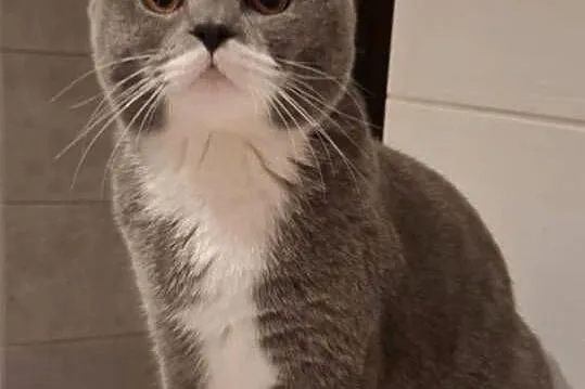 Koty Brytyjskie