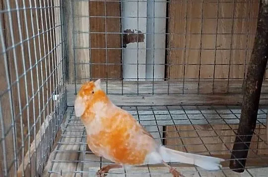 kanarek samiec z zeszłego roku, Mazowieckie, Sarnaki