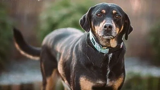Lola - urocza, młodziutka sunia w typie GOŃCZEGO -