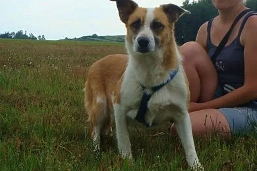 Vika czeka na dobry, cierpliwy dom,  małopolskie K