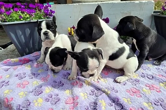 Buldog francuski, Opolskie, Kędzierzyn-Koźle