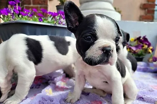 Buldog francuski, Opolskie, Kędzierzyn-Koźle