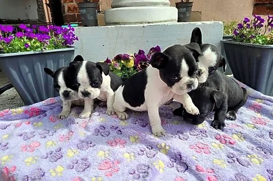 Buldog francuski, Opolskie, Kędzierzyn-Koźle