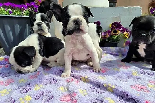 Buldog francuski, Opolskie, Kędzierzyn-Koźle