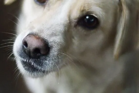 Bezkonfliktowa, rozdająca buziaki Bianka, nieduża sunia do adopcji!