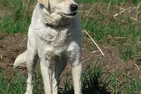 Bezkonfliktowa, rozdająca buziaki Bianka, nieduża 