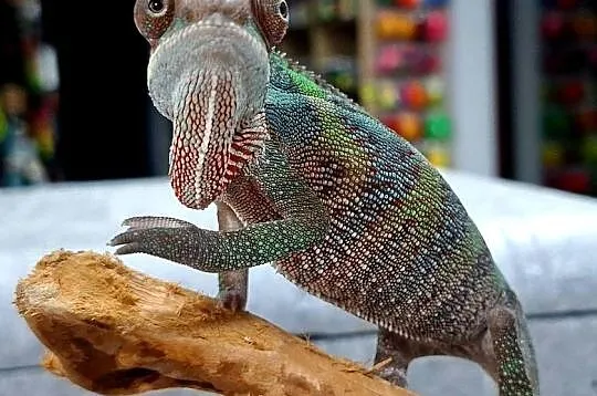 Kameleon lamparci samiczka