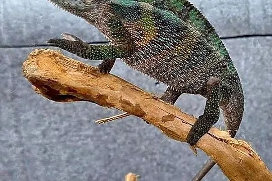 Kameleon lamparci samiczka, Mazowieckie, Wołomin