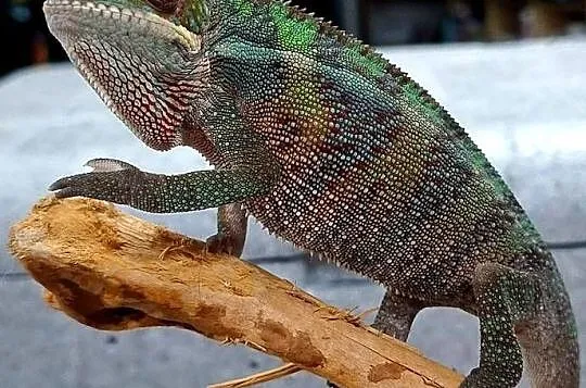 Kameleon lamparci samiczka, Mazowieckie, Wołomin