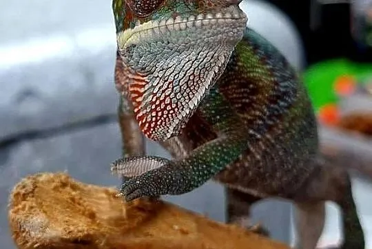 Kameleon lamparci samiczka, Mazowieckie, Wołomin