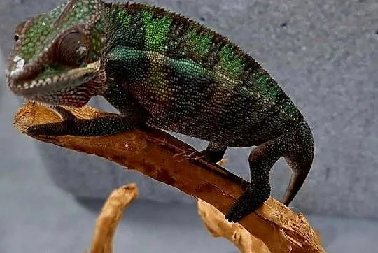 Kameleon lamparci samiczka, Mazowieckie, Wołomin