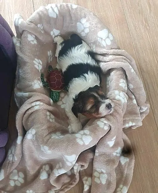 Yorkshire Terrier Biewer, Małopolskie, Nowy Targ